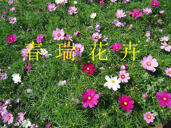 波斯菊.jpg